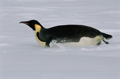 Snow flies as an Emperor Penguin scoots along on his stomach a fast way to travel Weddell Sea. Antarctica.