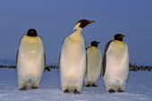 Emperor Penguins on their way back to their chicks at the Atka Bay Emperor Colony. Weddell Sea. Anarctica