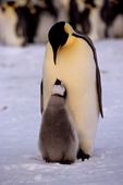Emperor Penguin chick begs & cheeps at an adult that it thinks may feed it. Atka Bay Weddell Sea. Antarctica.