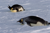 Blown snow coats an Emperor Penguin that has been asleep during a wind. Atka Bay. Weddell Sea. Antarctica.