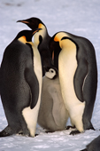 Three adult Emperor Penguins investigate a chick that is begging for food. Atka Bay. Weddell Sea. Antarctica.
