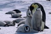 Emperor Penguin adult checks a group of chicks looking for its own youngster. Weddell Sea. Antarctica