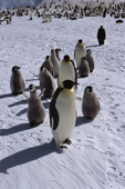 Emperor Penguin adults search for their own chicks by the Ekstrom Ice Shelf. Weddell Sea. Antarctica.