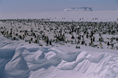 Emperor Penguin Colony up against the snow scoop at the edge of the Ekstrom Ice Shelf Weddell Sea Antarctica