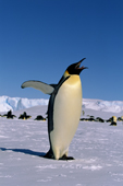 Emperor Penguin adult stretches and yawns on the sea ice at Atka Bay. Weddell Sea. Antarctica.