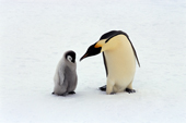 Adult Emperor Penguin bends its head to peck its grey, downy, chick. Atka Bay. Weddell Sea. Antarctica