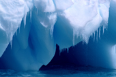 Icicles hang from the edge of a small blue iceberg as the summer thaw sets in. Antarctica