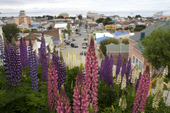 Punta Arenas seen through Lupins in the Spring. Chile