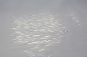 Parallel lines of crevasses in the Antarctic Ice sheet, some are hidden by snow bridges but they are clearly visible from the air. West Antarctica