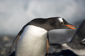 Gentoo Penguin walks past large blocks of ice carrying a stone for its nest. Brown Bluff. Antarctica