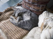 Grey tabby kitten sleeps in a shop window, amongst the wools and goods. Ushuaia. Argentina