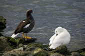 Male Kelp Goose preens his feathers close to his mate on the coast at Ushuaia. Arcentina
