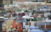 Kelp gull hovers over the harbour, with a backdrop of colourful houses. Ushuaia. Argentina.