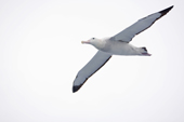 Wandering Albatross in flight. Drake Passage. Southern Ocean