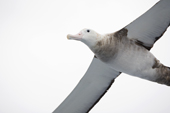 Portrait of an immature Wandering Albatross in flight. Southern Ocean.