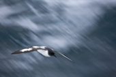 Cape Petrel flying fast over the Southern Ocean
