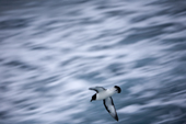 Cape Petrel flying fast over the Southern Ocean