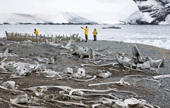 Tourists investigate the waterboat and whale bones at Mikkelsen Harbour, Trinity Island. Antarctica