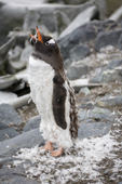 Gentoo penguin conserves energy while moulting. This penguin is very thin. Mikkelsen Harbour. Trinity Island. Antarctica