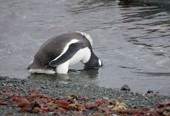 Gentoo Penguin, just finishing its moult with its head underwater. Trinity Island. Antarctica