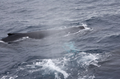 Humpback Whales swimming just below the surface in the seas around Trinity Island. Antarctica