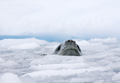 Leopard Seal cruising in the ice by a glacier Cierva Cove. Antarctica