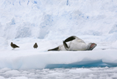 Leopard Seal stretches and yawns on the ice by a glacier, Cierva Cove. Antarctica