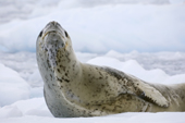 Leopard seal on sea ice. Antarctica.
