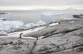Visitor and Gentoo penguins within the landscape at Port Charcot, Booth Island. Antarctica