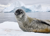 Leopard seal on an ice floe, Pleneau Island. Antarctica