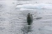 Leopard seal swimming close to Pleneau Island. Antarctica