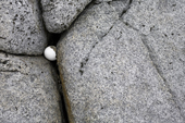 Remains of a penguin egg shell caught in cracks in the rock. Booth Island. Antarctica