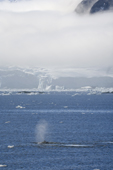 Humpback whale surfaces to blow in Antarctica with a backdrop of mountains and glaciers