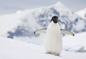 Adelie Penguin on a snow bank at Prospect Point with the mountains of Renaud Island as a backdrop. Antarctica
