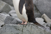 Wet Adelie Penguin, showing clearly the distinctive brushtail. Antarctica