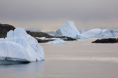 Icebergs stranded in Marguerite Bay, the water tinted by the setting sun. Antactica