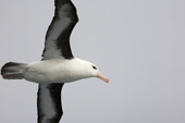 Black-browed albatross plays in the wind currents off the back of a ship. Southern Ocean. Antarctica