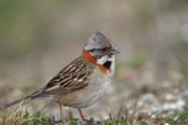 Rufous-collared sparrow in Ushuaia. Argentina