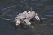 wo Antarctic or Southern Fulmars squabble over scraps in the water by Ushuaia. Argentina