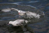 Two Antarctic or Southern Fulmars squabble over scraps in the water by Ushuaia. Argentina
