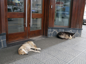 Dogs from the town sleep in the shelter of the bank doorway during the day. Ushuaia. Argentina