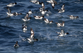 Cape Petrels land on a food source in the Southern Ocean