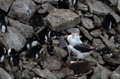 Two Black-browed Albatross court within a circle of Rockhopper Penguins, also nesting on West Point Island. The Falklands