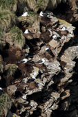 Black-browed Albatrosses nest on steep rocky ledges on West Point Island. The Falklands