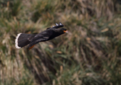Striated Caracara in flight over Tussock Grass. West Point Island. The Falkland Islands