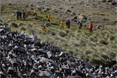 Tourists from a ship visit the Rockhopper Penguin & Black-browed Albatross colony at West Point Island. The Falklands