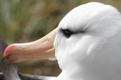 Portrait of a Black-browed Albatross preening its feathers. West Point Island. The Falkland Islands