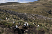 Black-browed Albatross & Rockhopper Penguin colony amongst the Tussock Grass. West Point Island. The Falklands