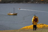 Yellow jacketed tourist by the flowering gorse at West Point Island. The Falklands