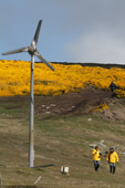 Yellow jacketed tourist by the flowering gorse and wind turbine on West Point Island. The Falklands